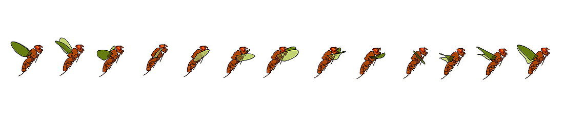 Fruit fly flying sequence