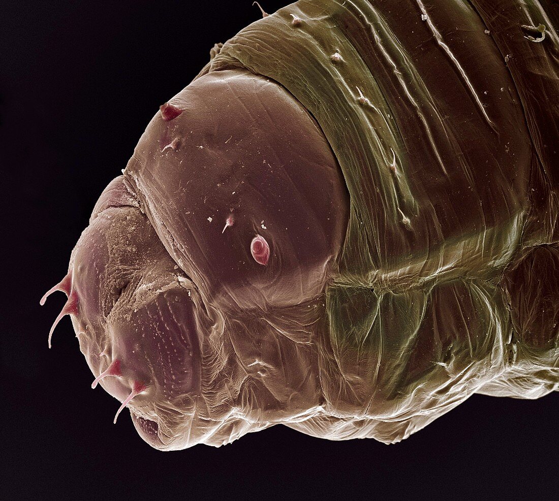 Gall midge larva