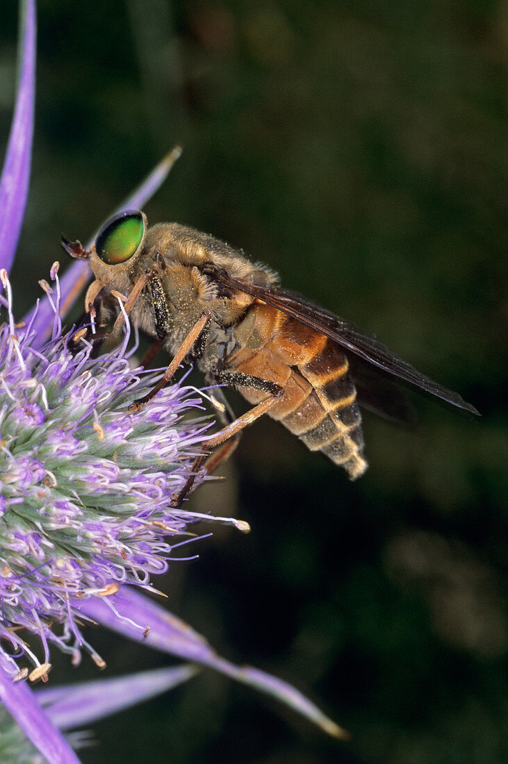 Male horsefly feeding