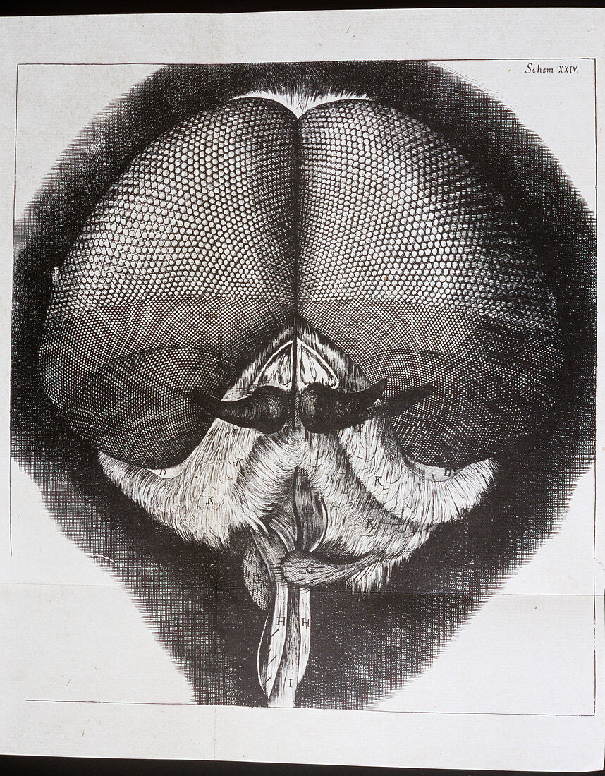 Hooke's drawing of a large drone fly