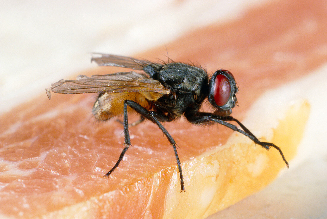 House fly on raw meat
