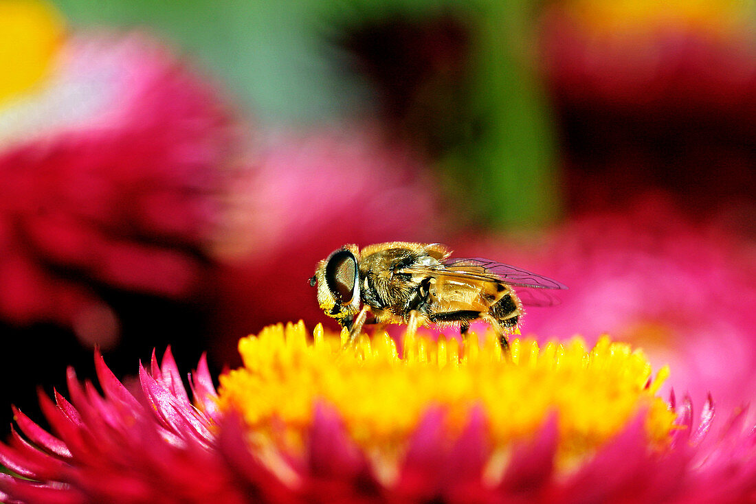 Bee fly on a strawflower