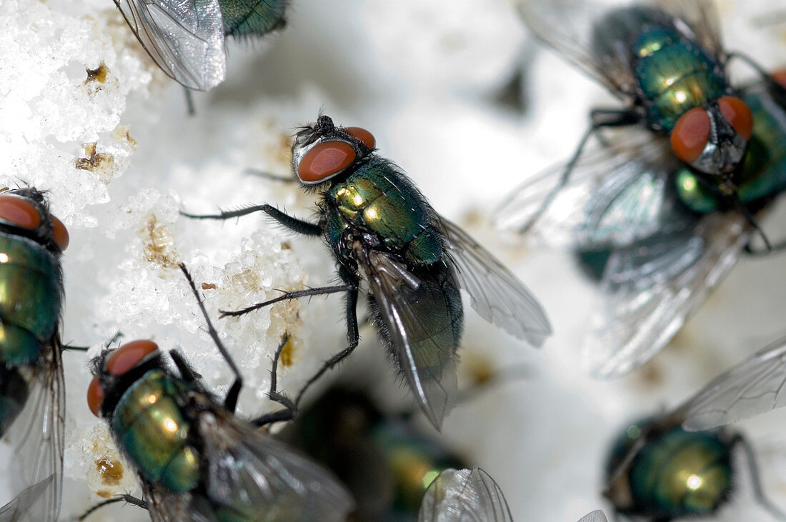 Greenbottle flies feeding