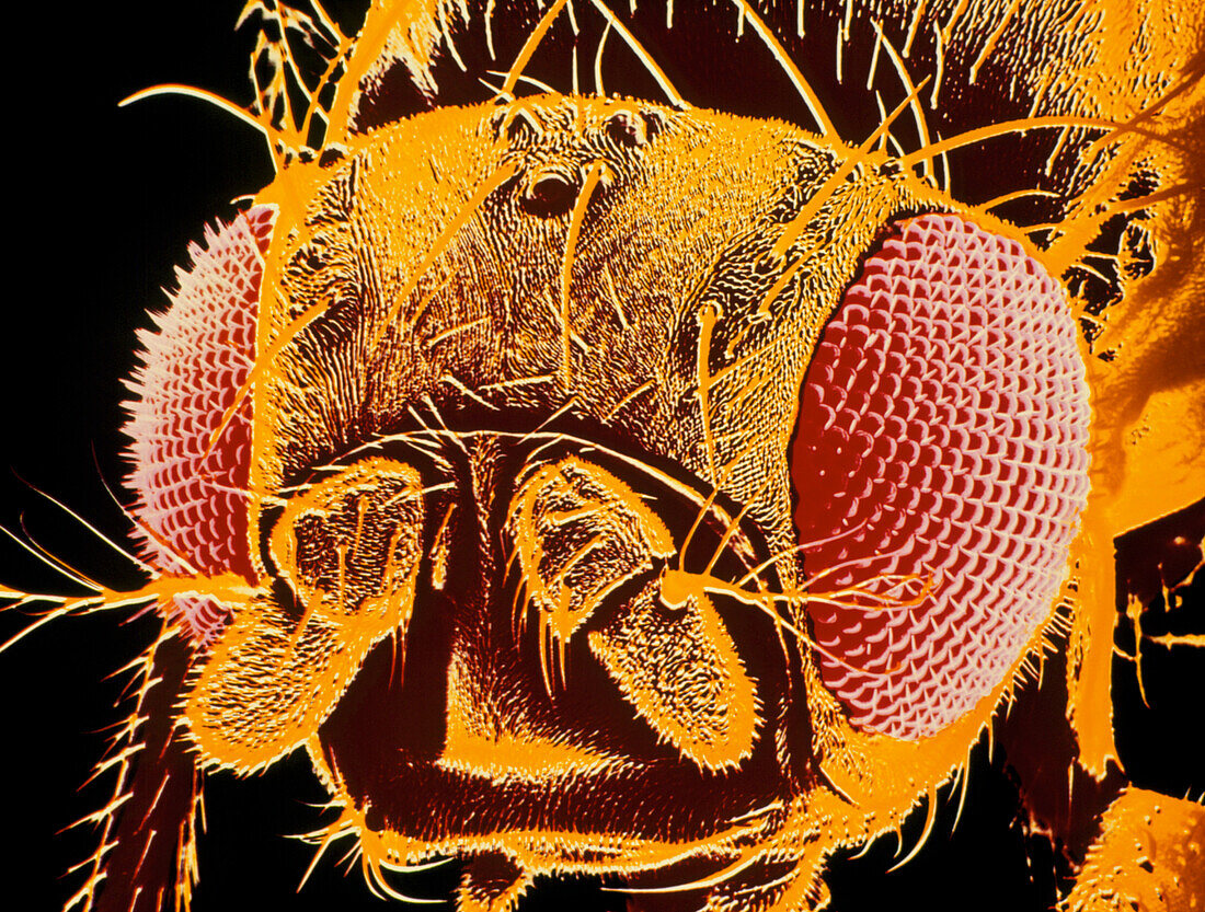 SEM of the fruit fly Drosophila melanogaster