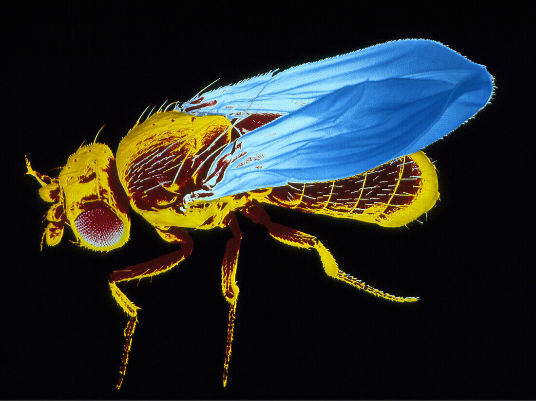 False-col SEM of fruit fly