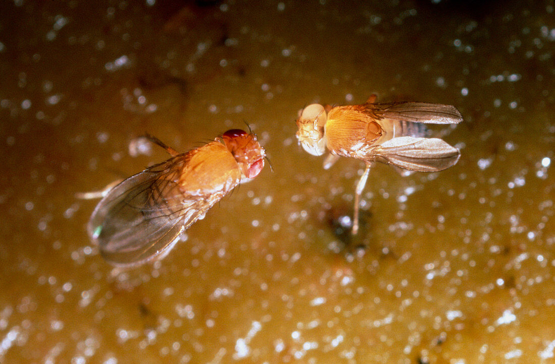 Macro photo of normal & mutant fruit fly