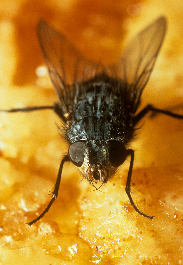 The fly Calliphora erythricephala on leftover food