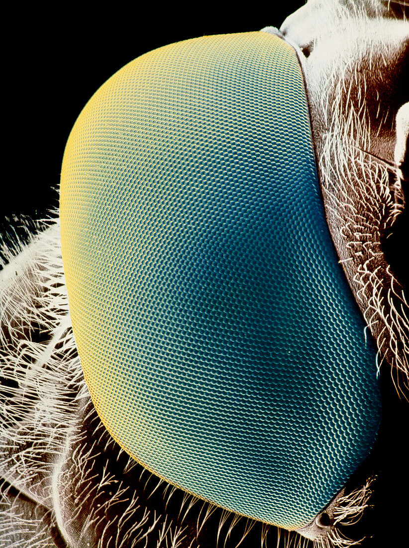 False-colour SEM of a hover fly's eye