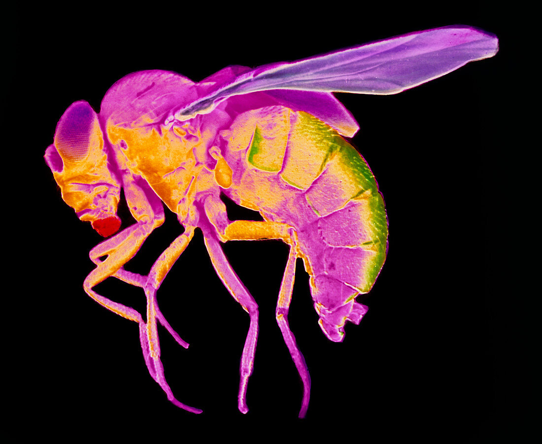 False-colour SEM of Drosophila Melanogaster