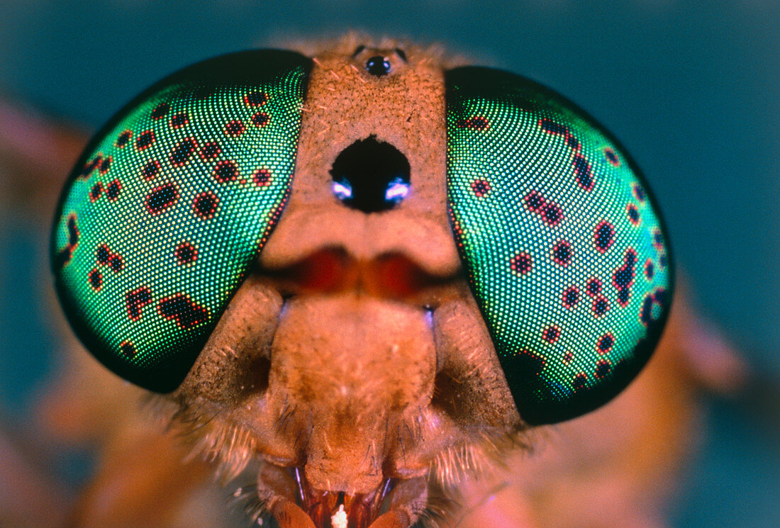 Macrophotograph of a horsefly head,Tabanus sp