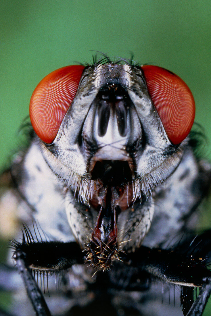 Head of the gray flesh fly,Sarcophaga carnaria