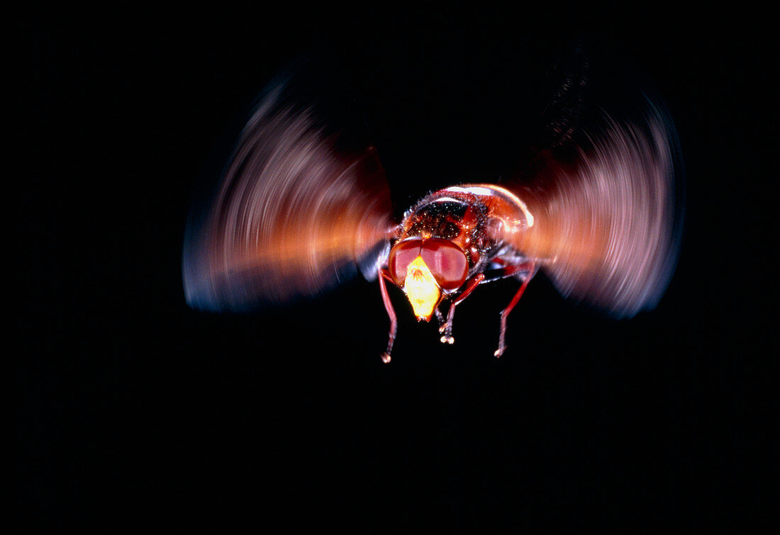 Hover Fly,Syrphus sp.,in flight