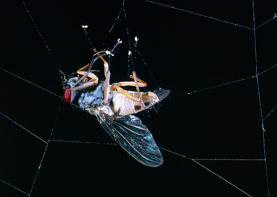 Macrophoto of blowfly,Calliphora,trapped in web