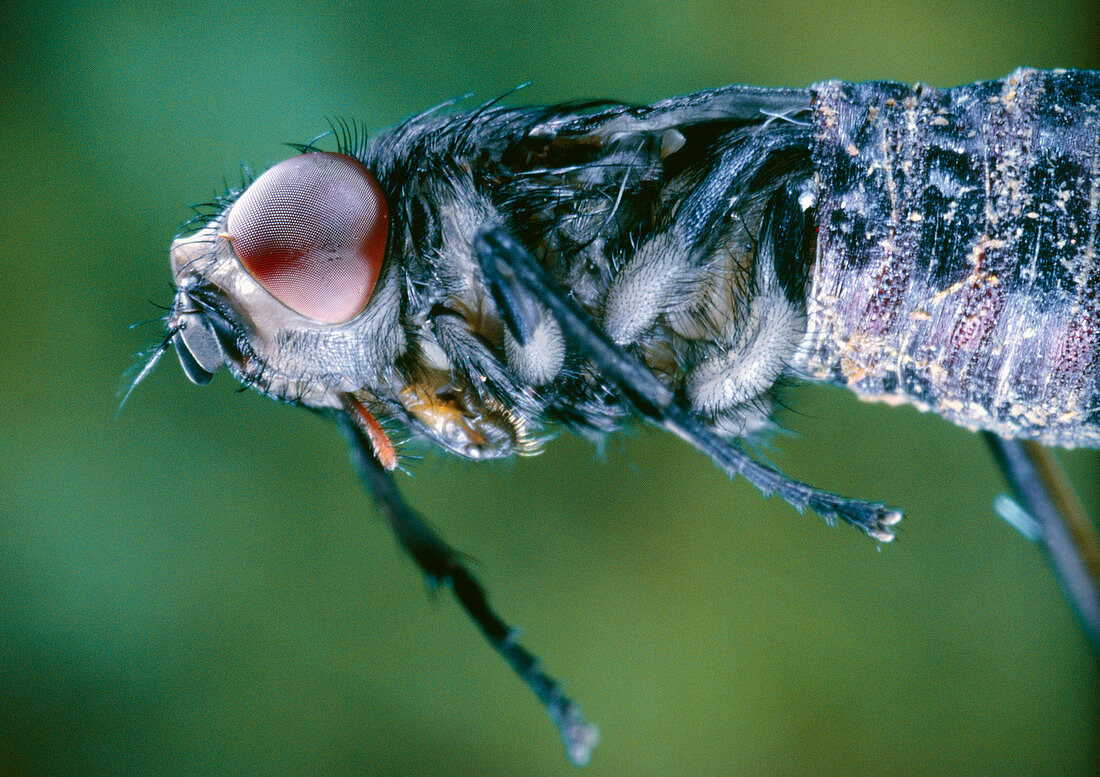 Blowfly,Calliphora sp.,emerging from a pupa