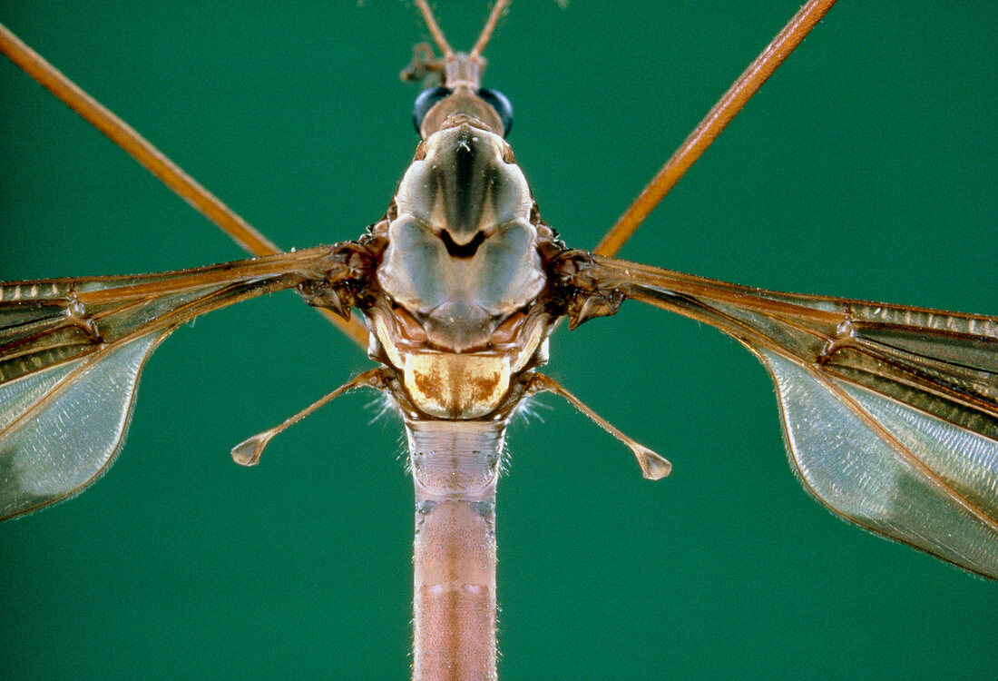 Macrophoto of a Crane fly showing its halteres