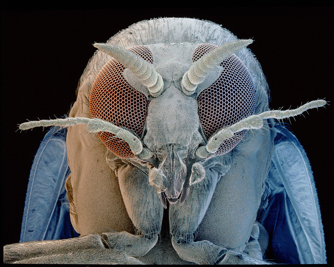 SEM of head of a Black Fly Simulium sp