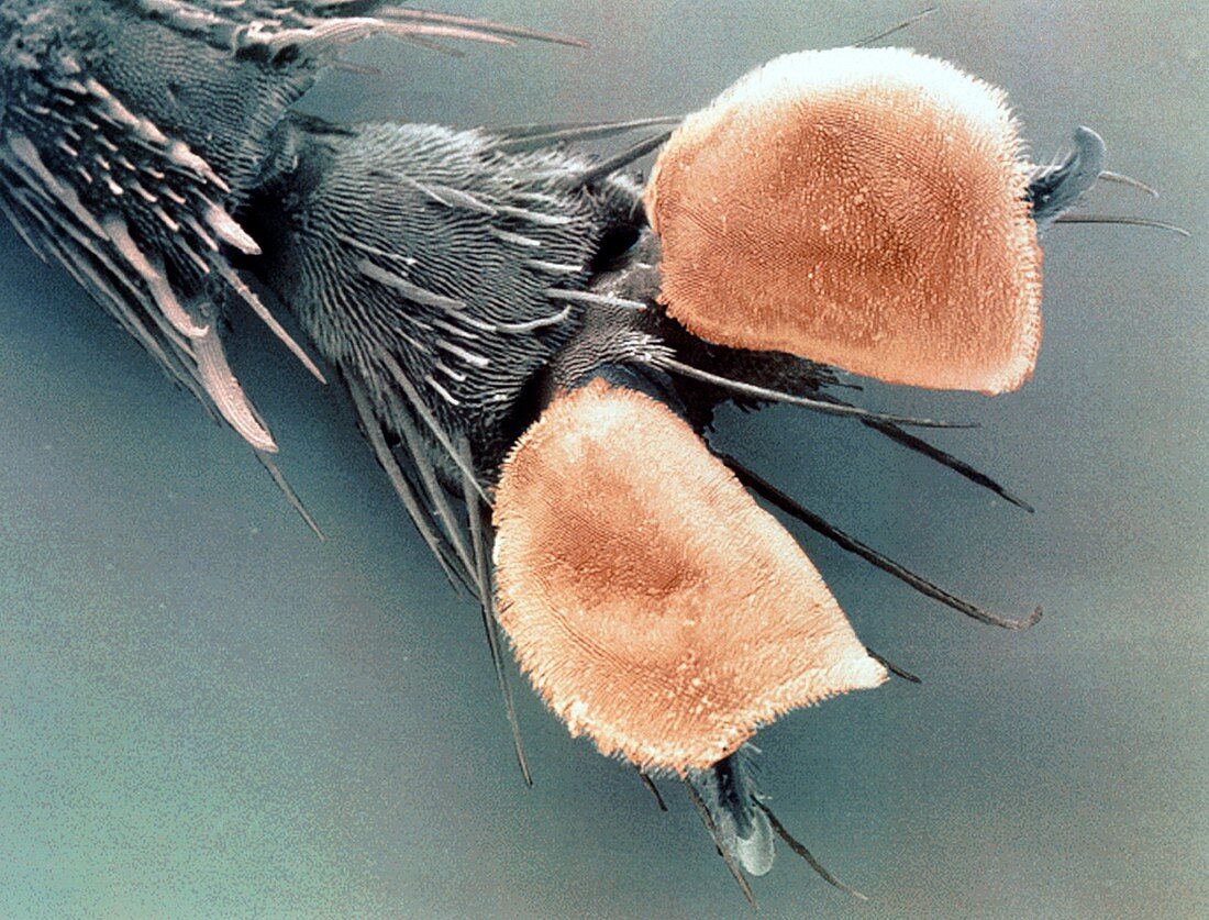 Ventral foot pads and claws of a grey flesh fly