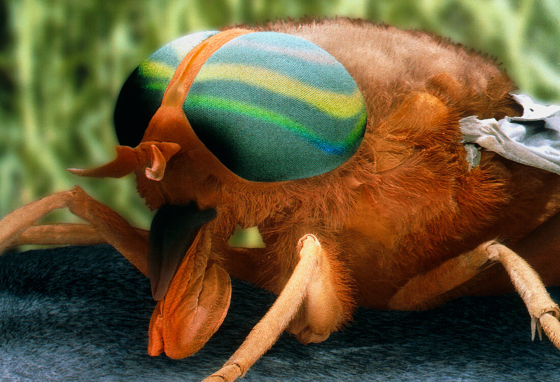 Coloured SEM of a horsefly (Tabanus bromius)