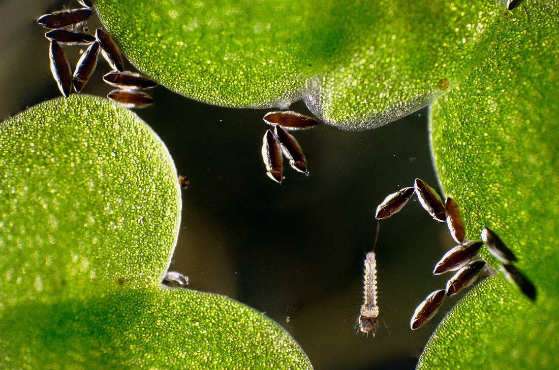 Anopheles stephansi mosquito eggs and larva