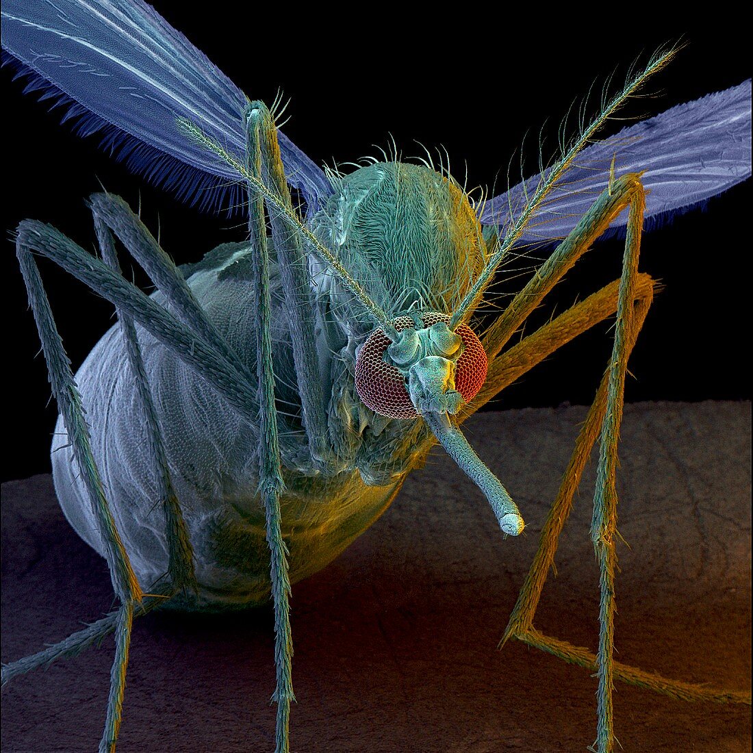 SEM of the mosquito aedes aegypti