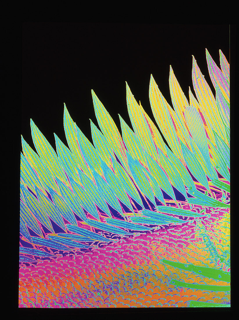 Coloured SEM of scale-like hairs on mosquito wing
