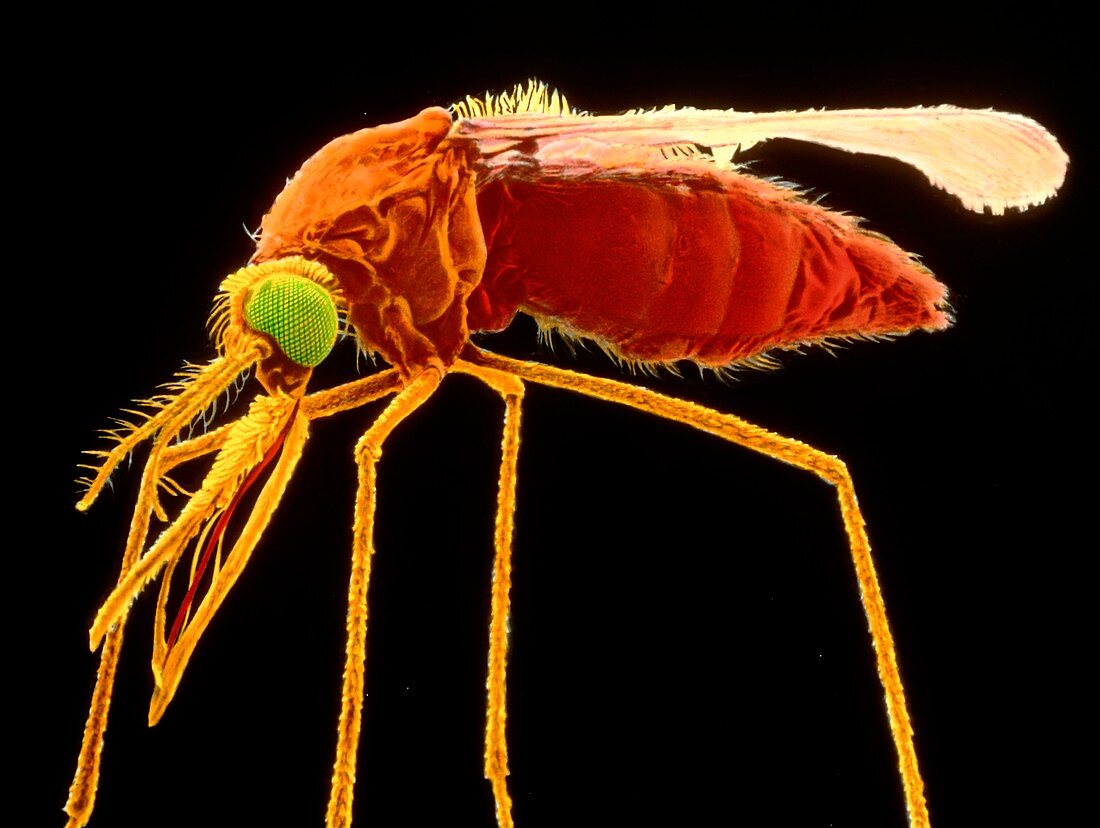 Female specimen of mosquito,SEM