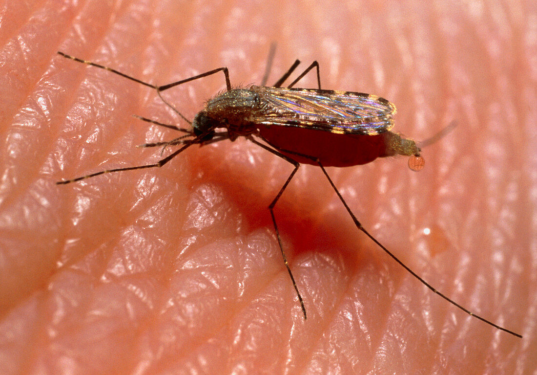 Malaria mosquito,Anopheles gambiae,feeding