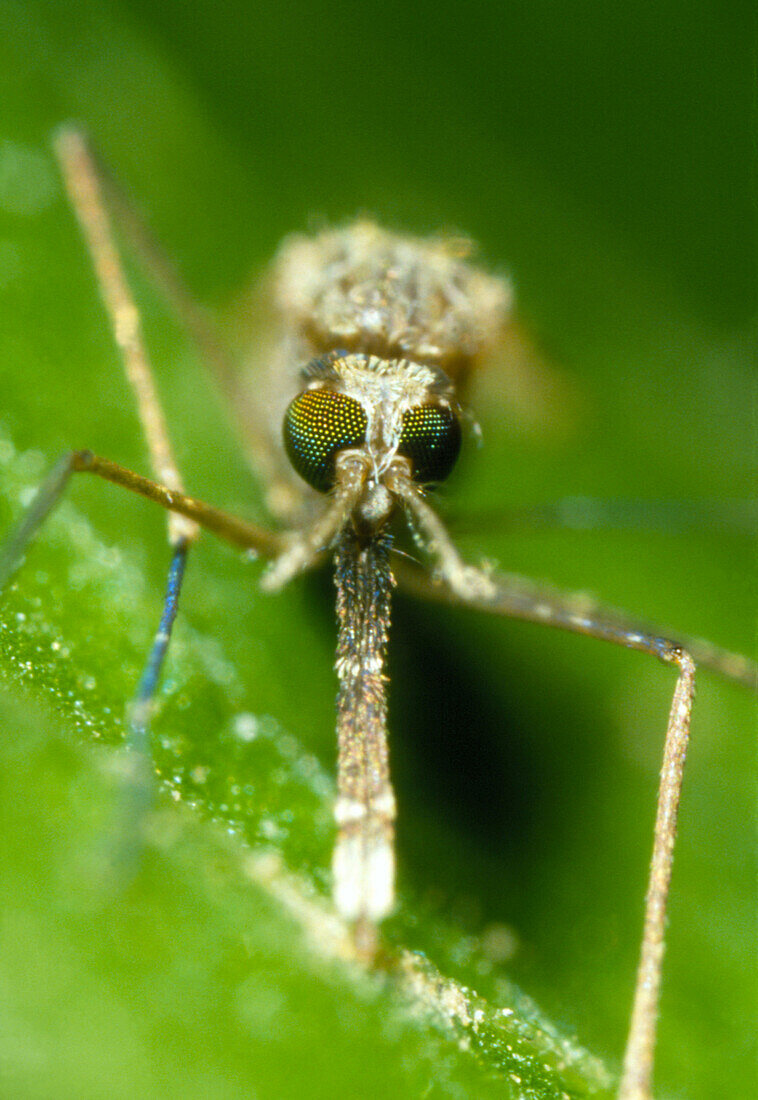 Macrophoto of malaria mosquito,Anopheles gambiae