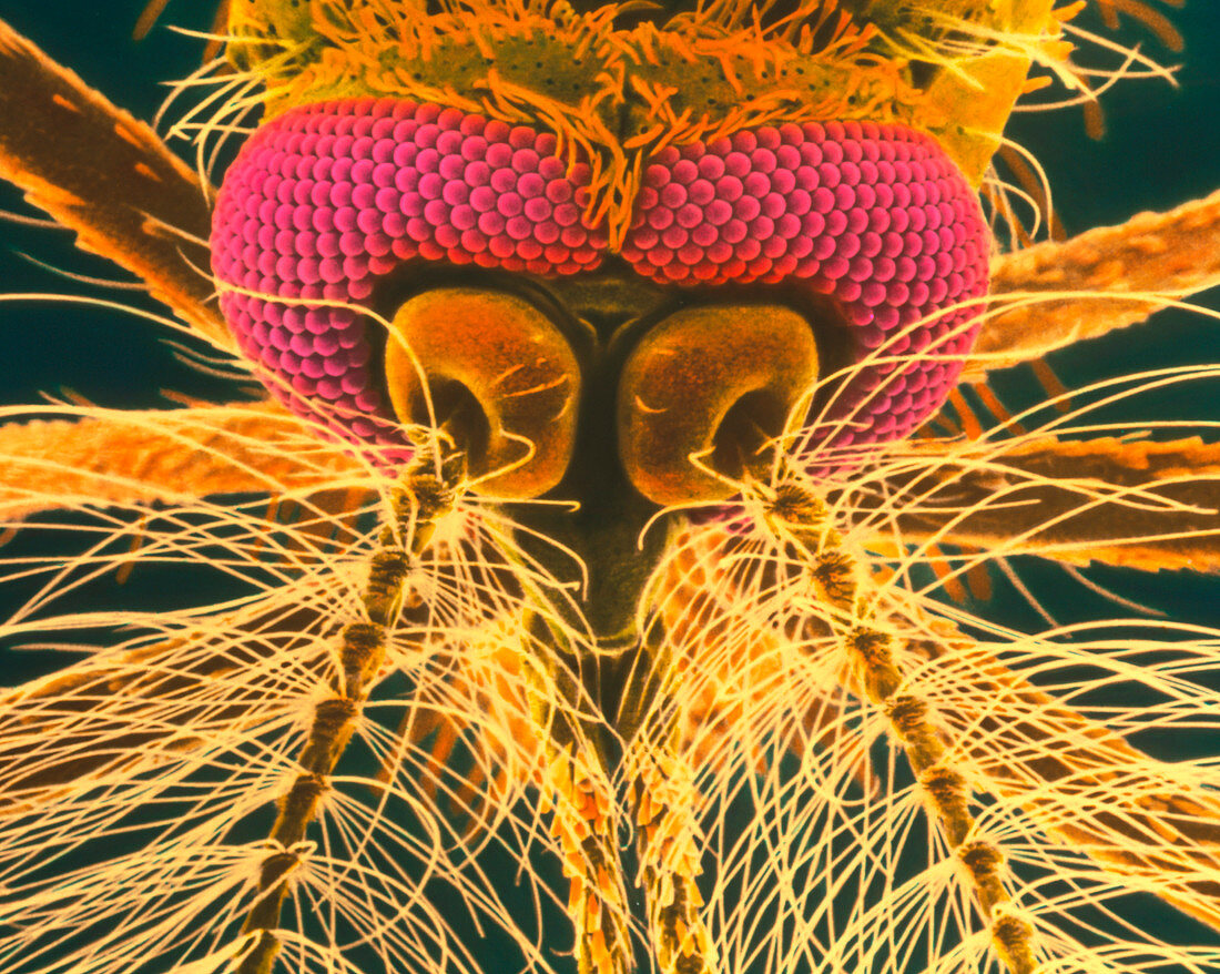Coloured SEM of the head of a Culex sp. mosquito