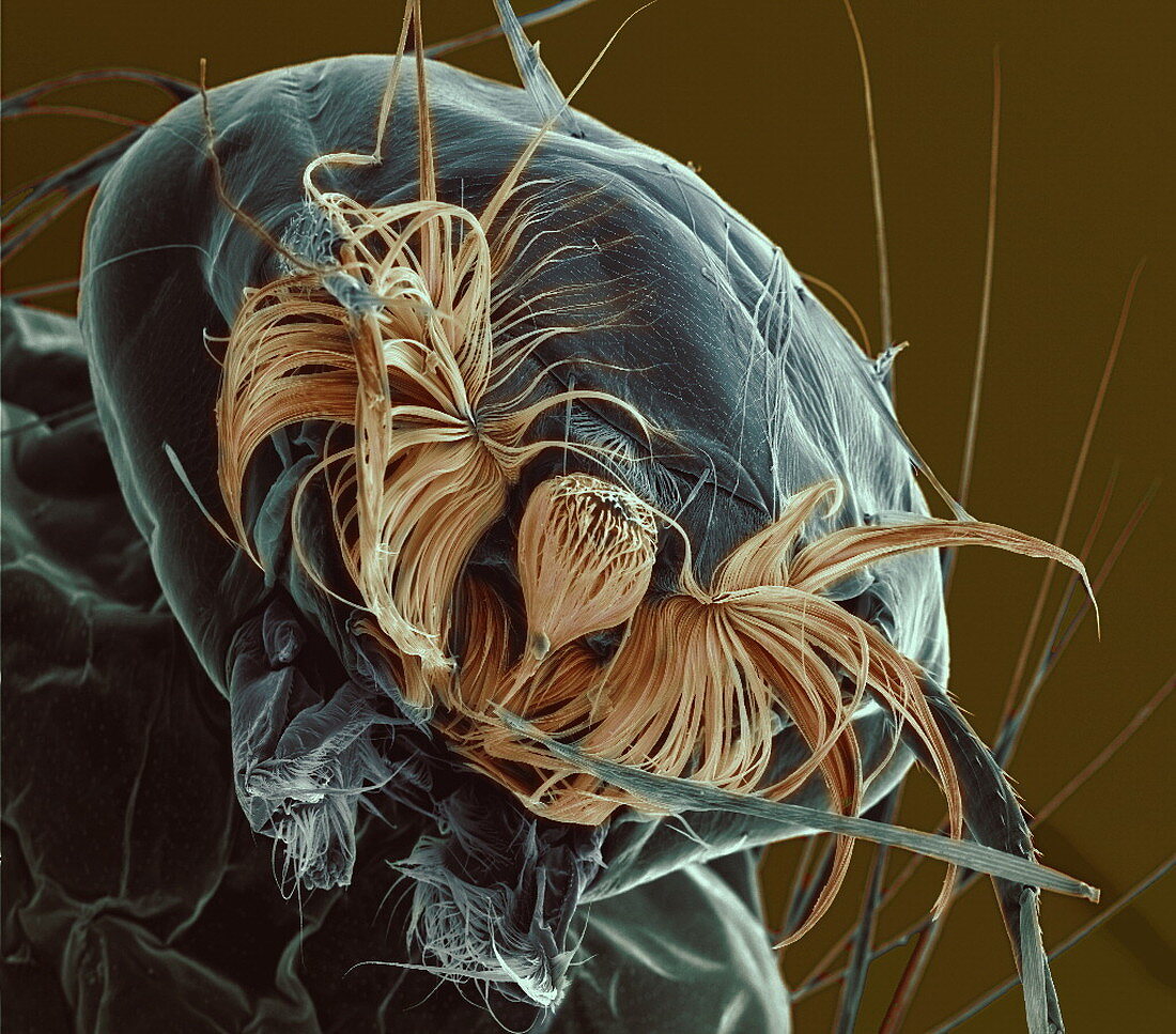 Mosquito larva head