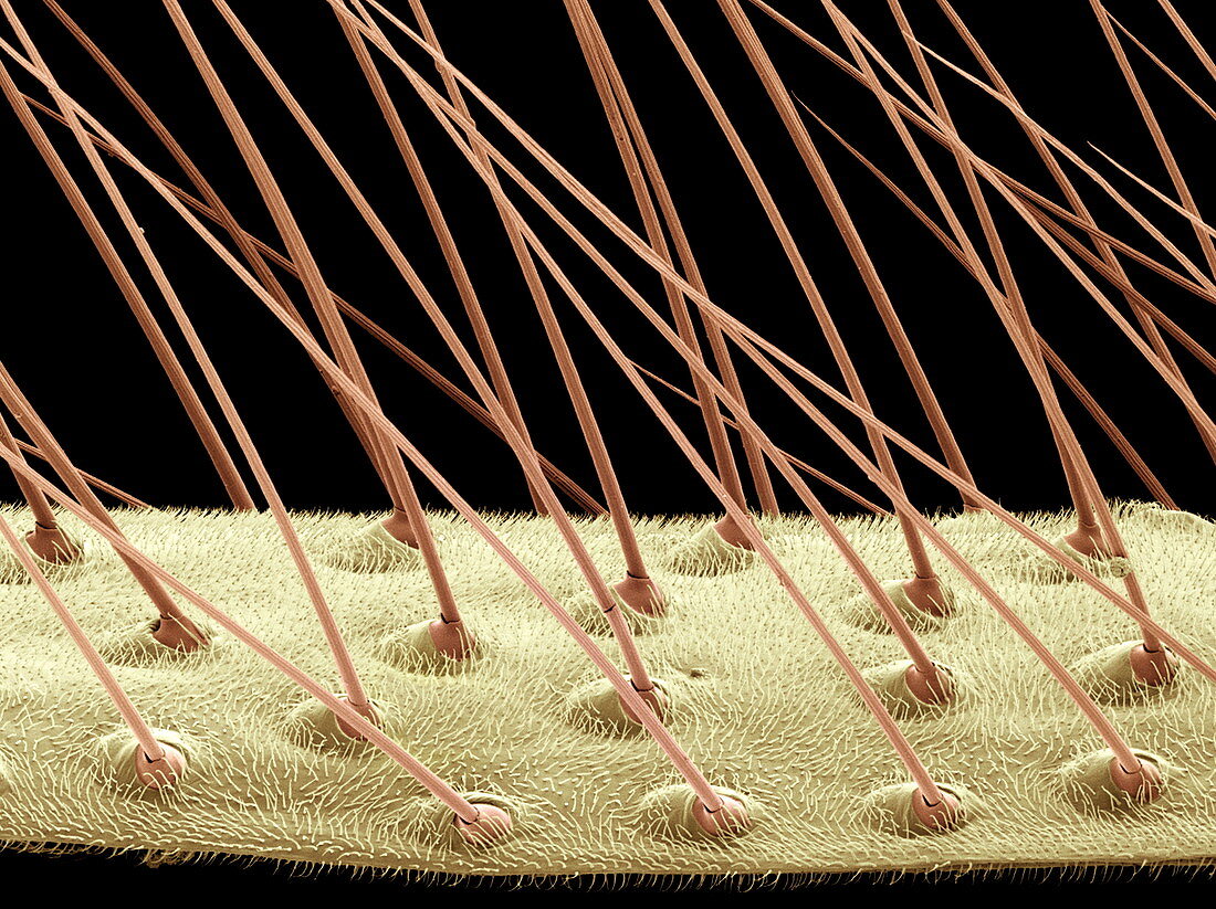 Mosquito wing surface,SEM