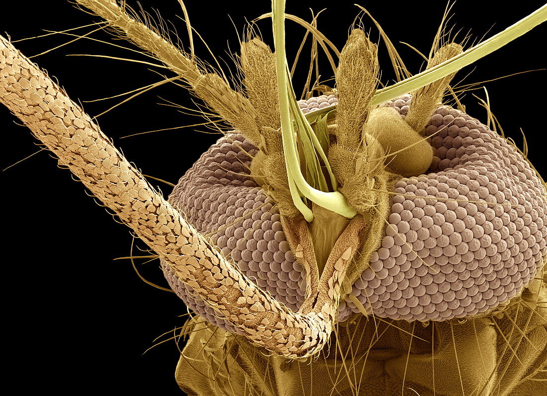 Mosquito head,SEM