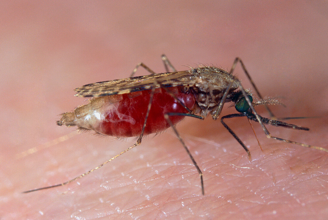 Feeding mosquito