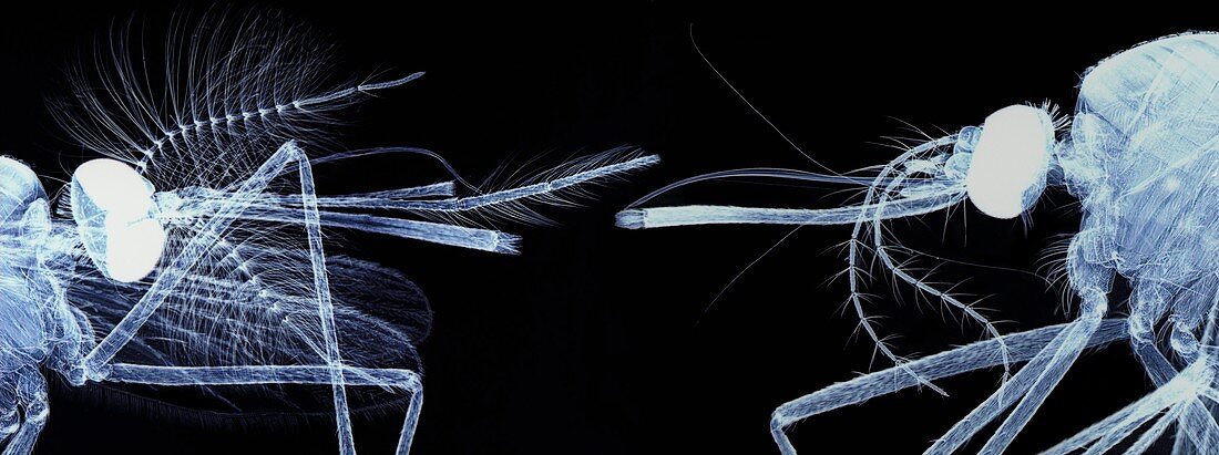 Mosquito heads,light micrograph