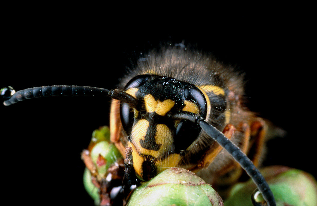 Vespula vulagaris,a queen common wasp