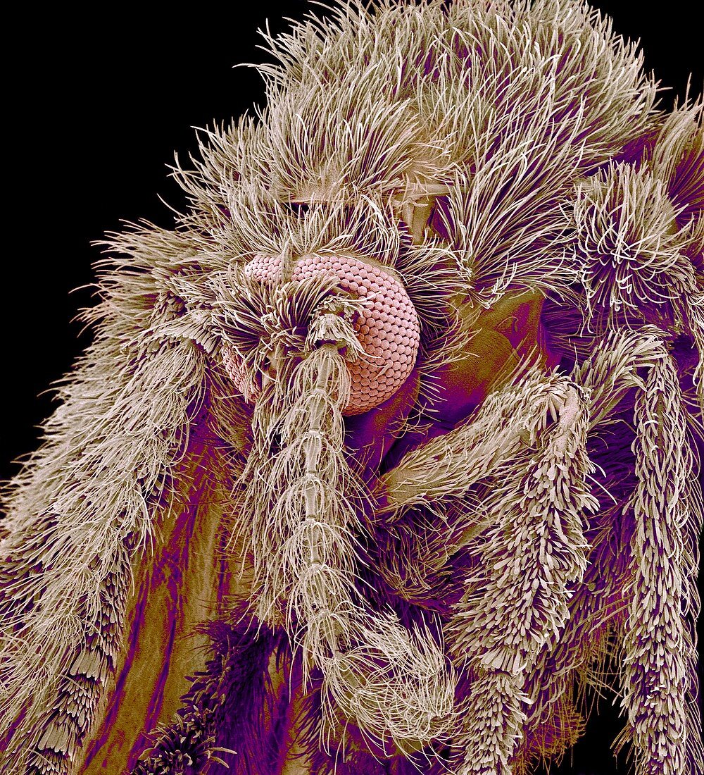 Moth fly,SEM