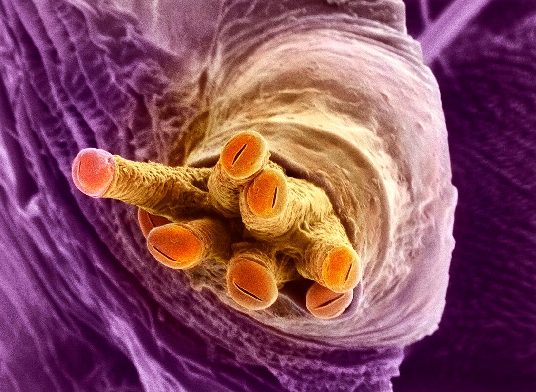 Breathing tube on a fruit fly's pupa,SEM