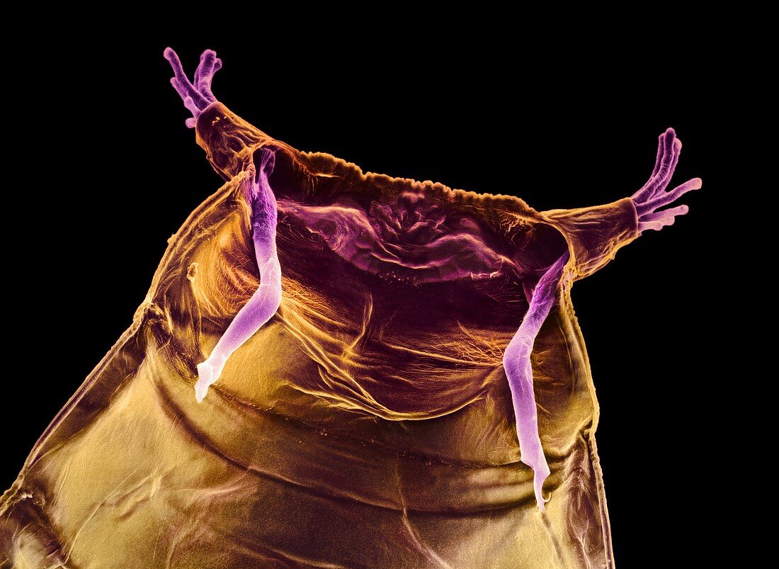 Fruit fly pupa case,SEM