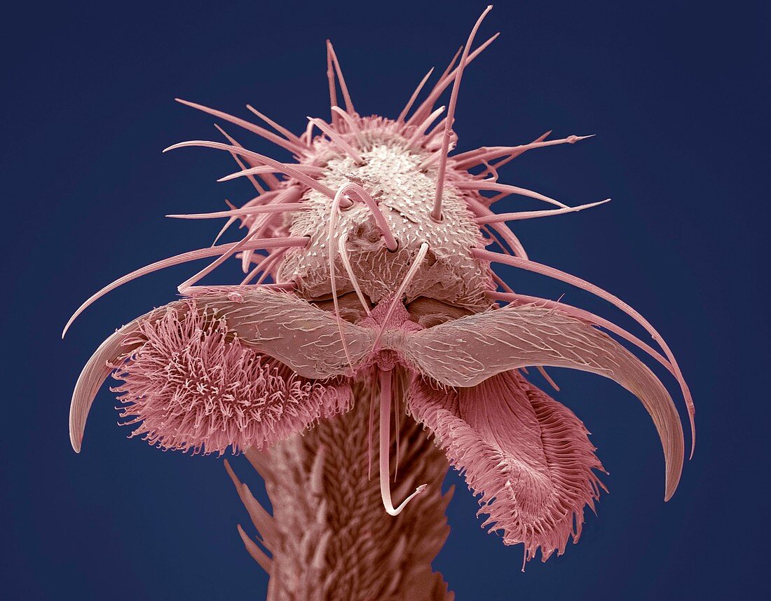 Yellow dung fly's foot,SEM