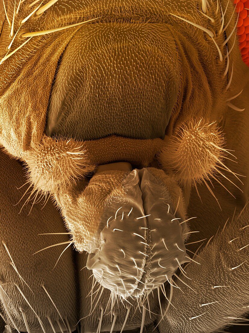 Fruit fly proboscis,SEM