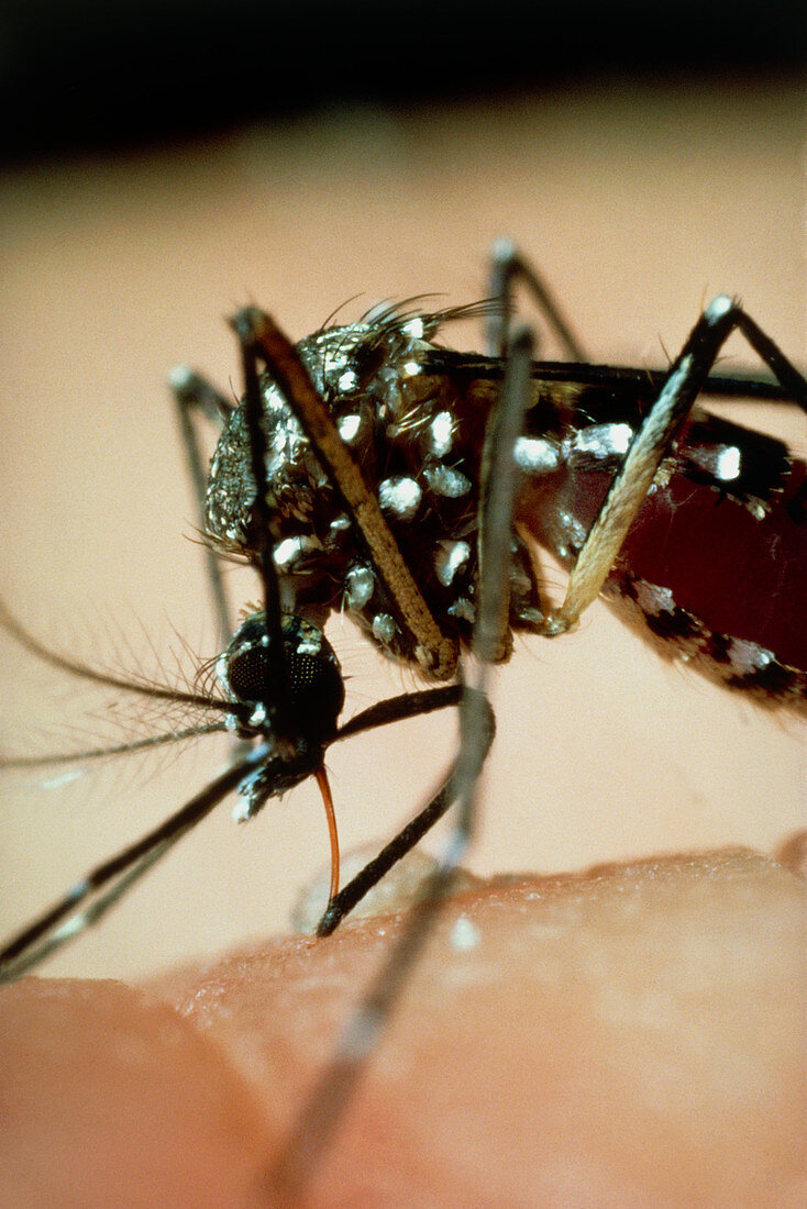 Macrophoto of female yellow fever mosquito