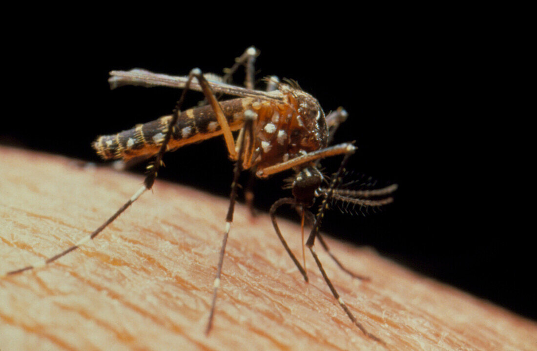 Female yellow fever mosquito
