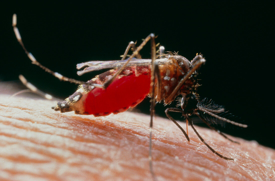 Yellow fever mosquito,Aedes aegypti,on human arm