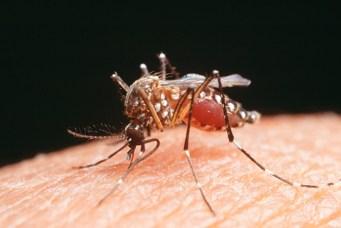 Aedes mosquito feeds