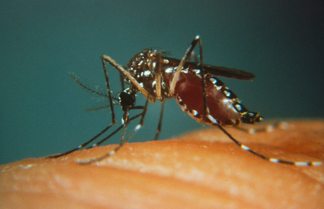 Yellow fever mosquito biting