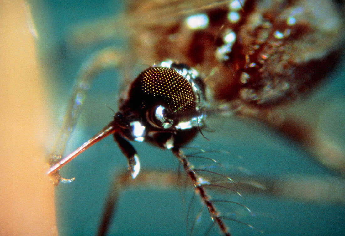 Female mosquito,Aedes aegypti