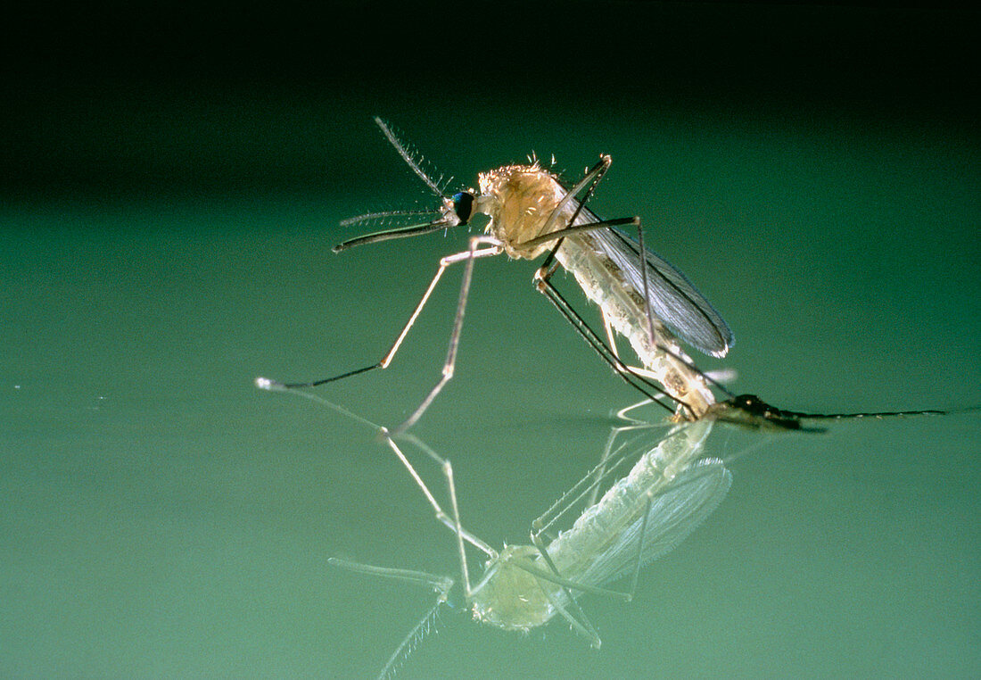 Mosquito metamorphosis