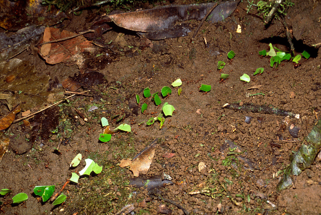 Trail of leafcutter ants (Atta sp.) with leaves