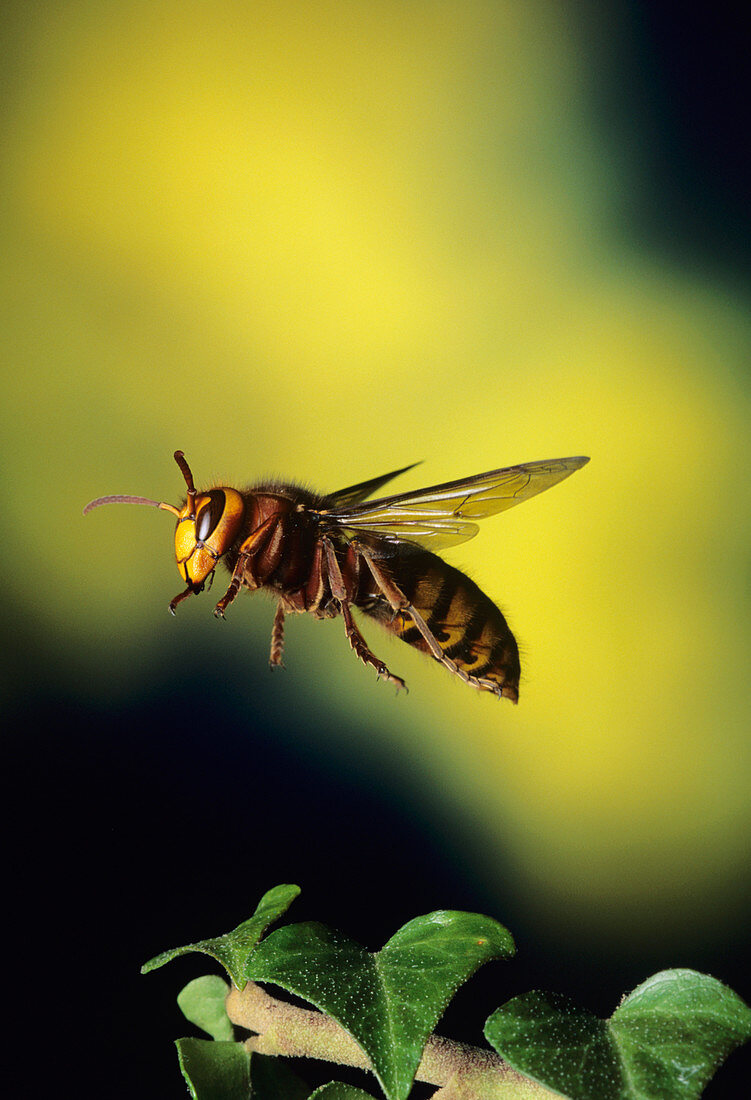 High-speed photo of a hornet in flight