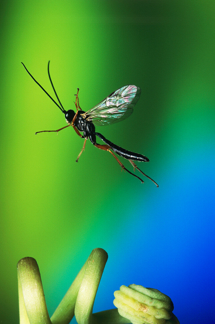 High-speed photo of an ichneumon wasp in flight